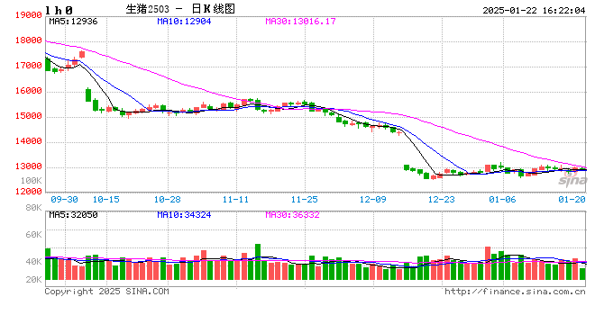 生猪现货日报|全国均价15.5元/公斤 生猪节前集中出栏 市场供过于求 猪价承压小幅下跌