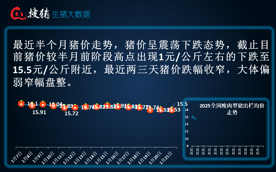 生猪现货日报|全国均价15.5元/公斤 生猪节前集中出栏 市场供过于求 猪价承压小幅下跌